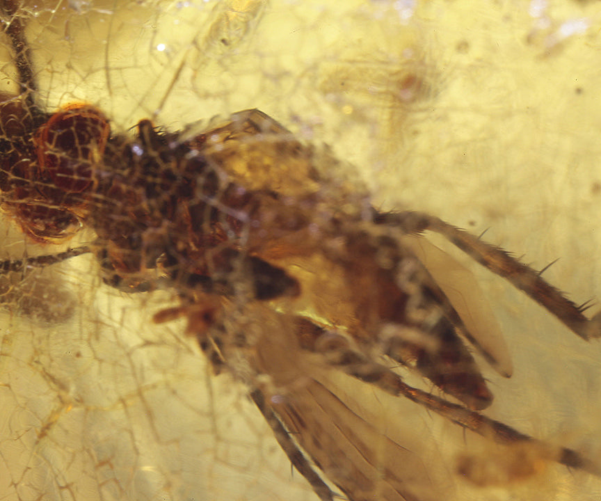 Copal / Young Amber with insect inclusions