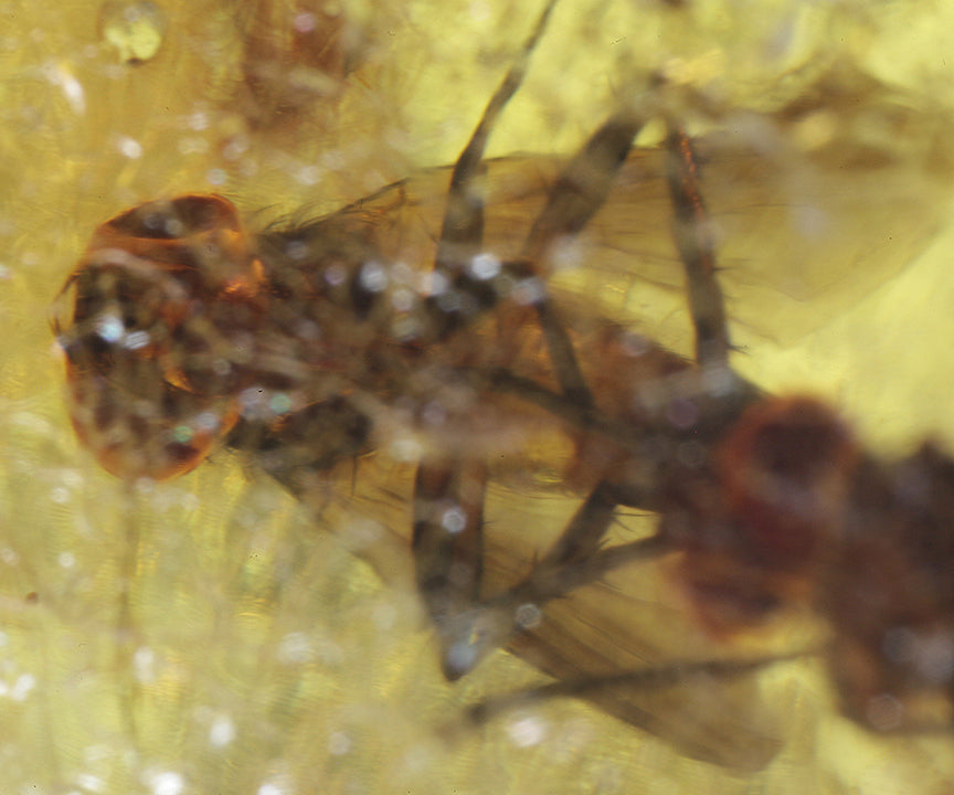 Copal / Young Amber with insect inclusions