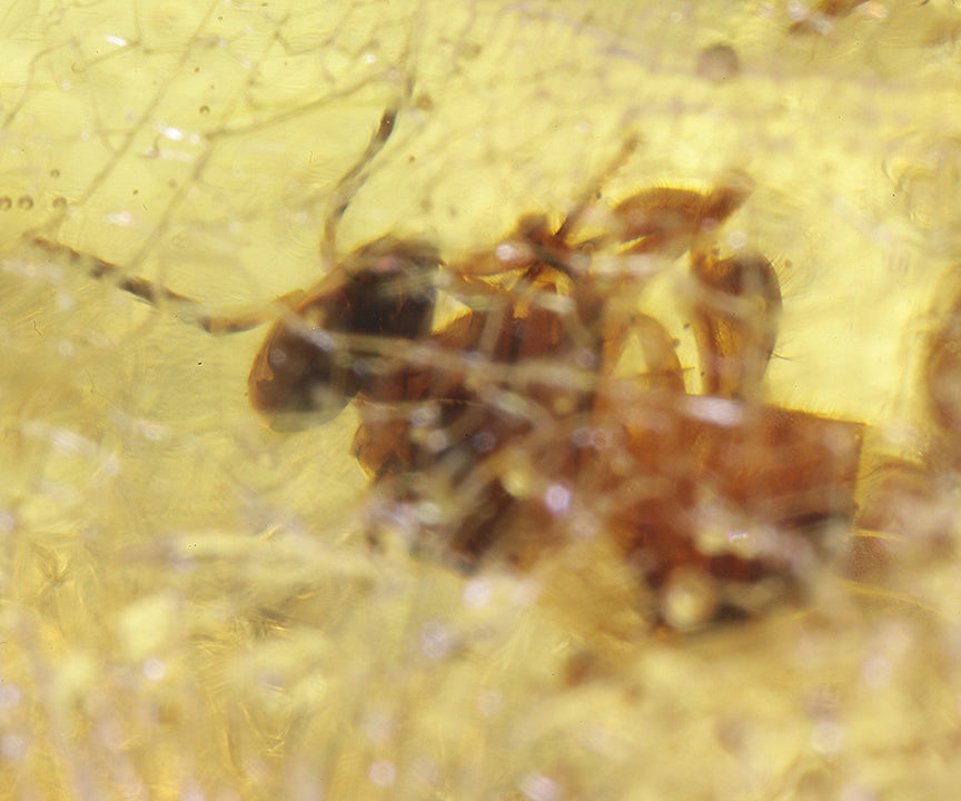 Copal / Young Amber with insect inclusions