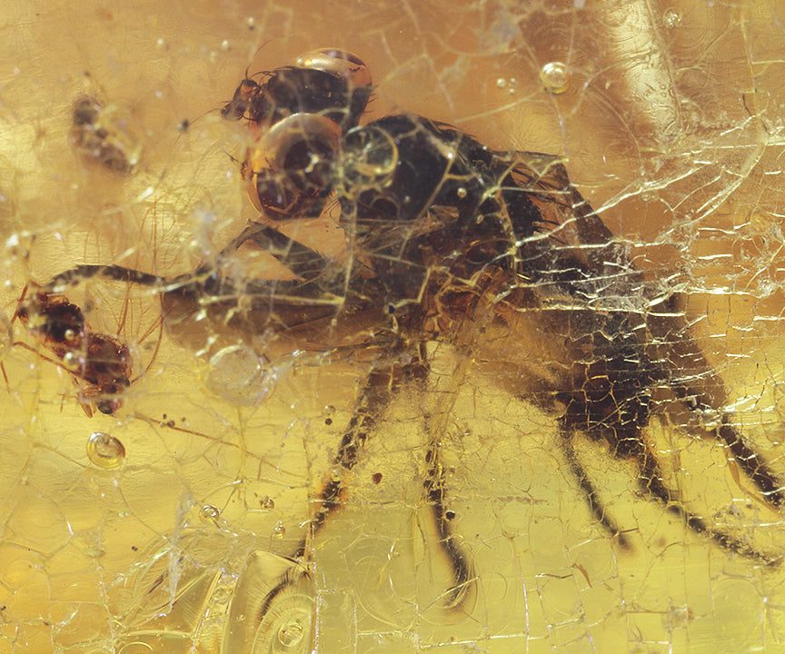 Copal / Young Amber with insect inclusions