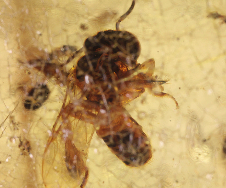 Copal / Young Amber with insect inclusions