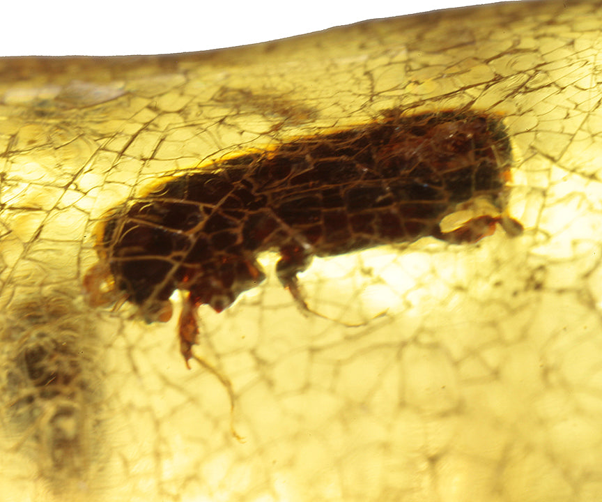 Copal / Young Amber with insect inclusions