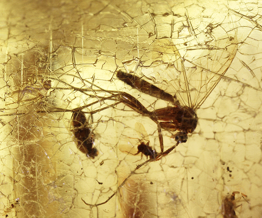 Copal / Young Amber with insect inclusions