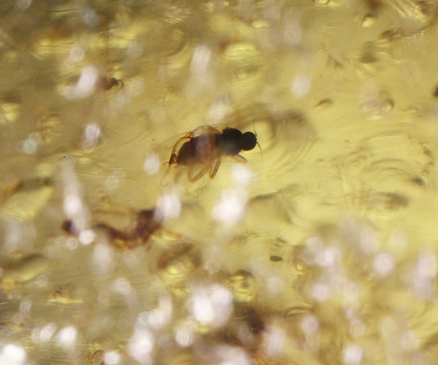 Copal / Young Amber with insect inclusions