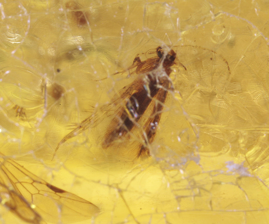 Copal / Young Amber with insect inclusions