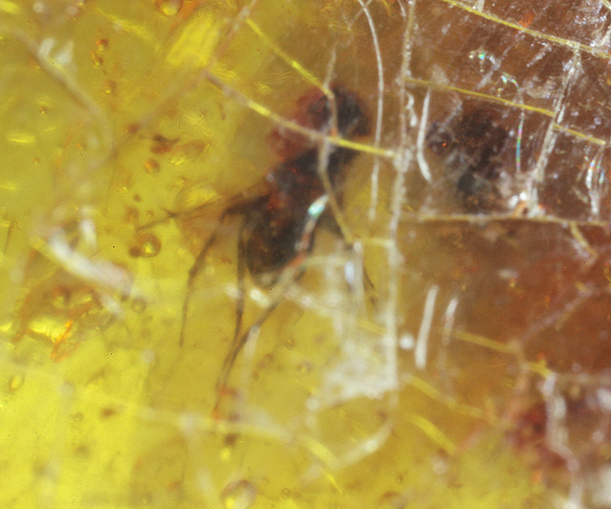Copal / Young Amber with insect inclusions