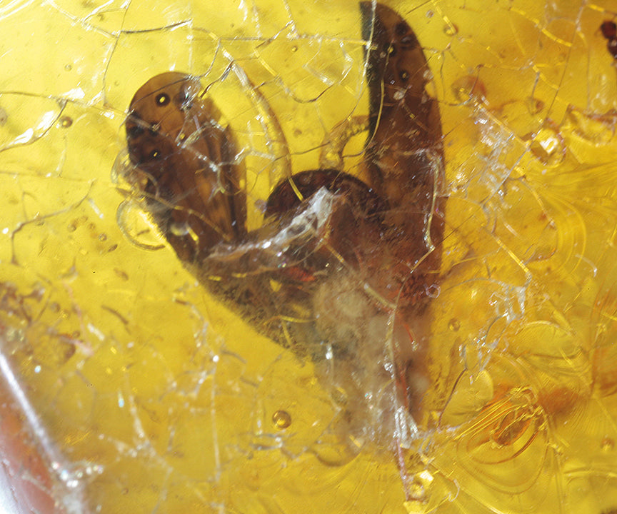 Copal / Young Amber with insect inclusions