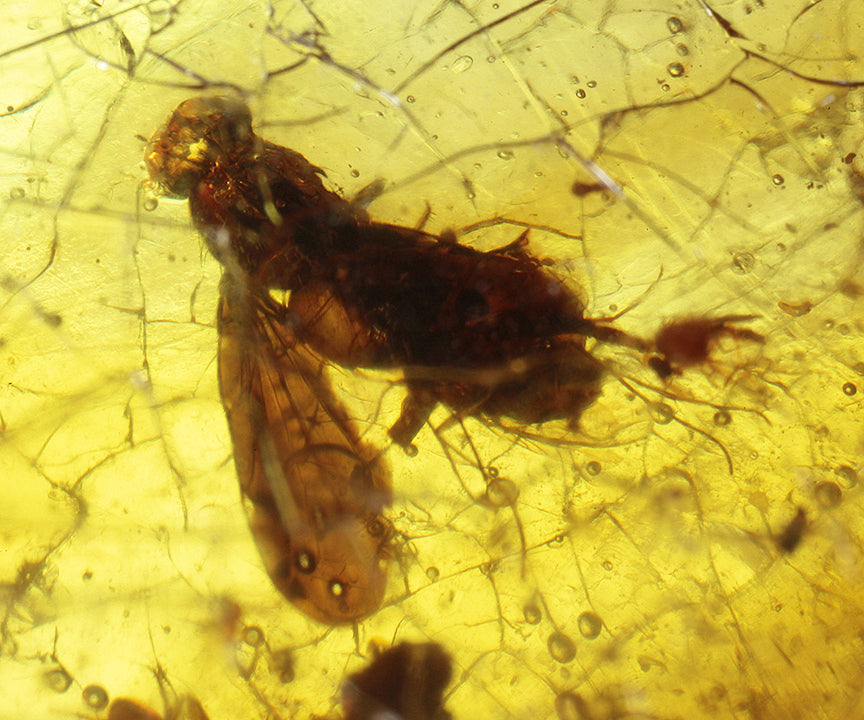 Copal / Young Amber with insect inclusions