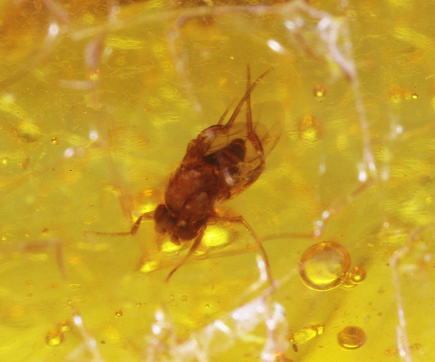 Copal / Young Amber with insect inclusions