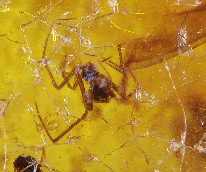 Copal / Young Amber with insect inclusions
