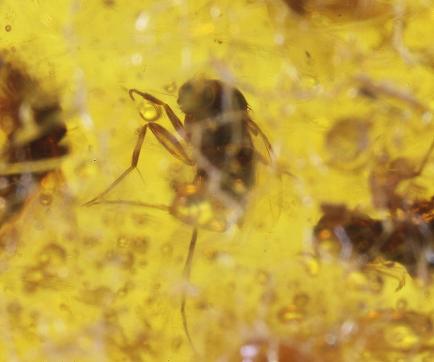 Copal / Young Amber with insect inclusions
