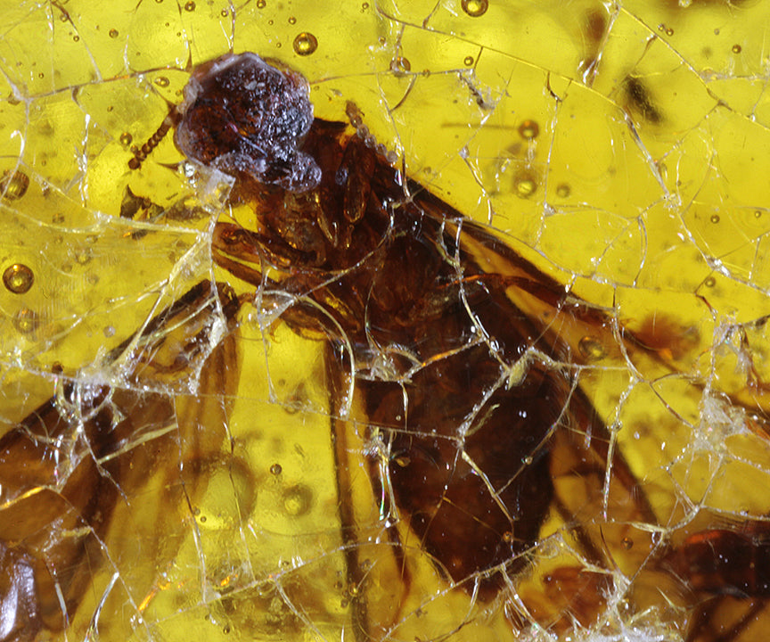 Copal / Young Amber with insect inclusions