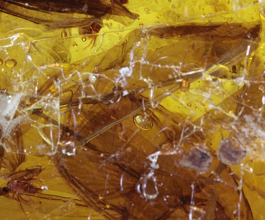 Copal / Young Amber with insect inclusions