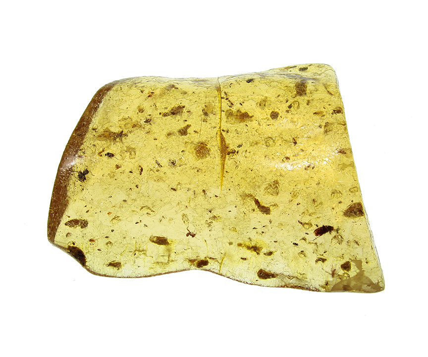 Copal / Young Amber with insect inclusions