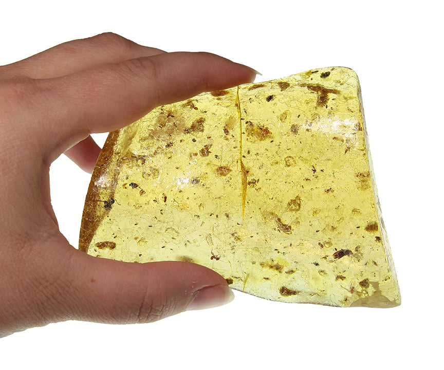 Copal / Young Amber with insect inclusions