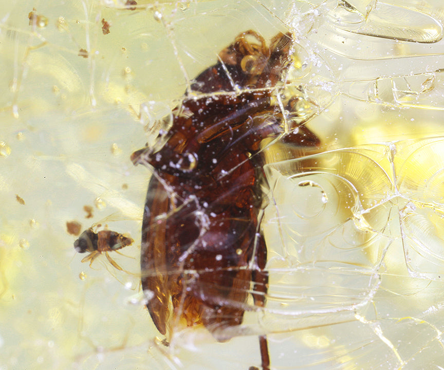 Copal / Young Amber with insect inclusions