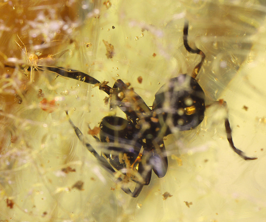 Copal / Young Amber with insect inclusions