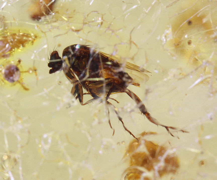 Copal / Young Amber with insect inclusions