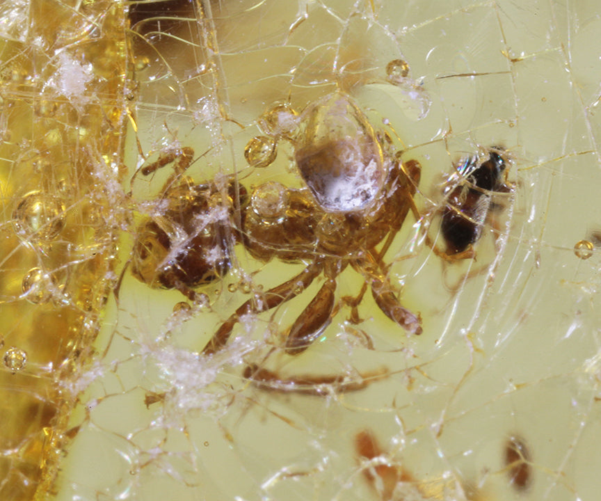 Copal / Young Amber with insect inclusions
