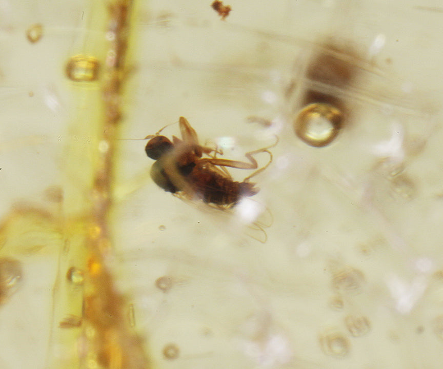 Copal / Young Amber with insect inclusions