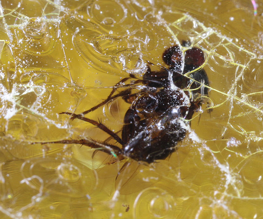 Copal / Young Amber with insect inclusions