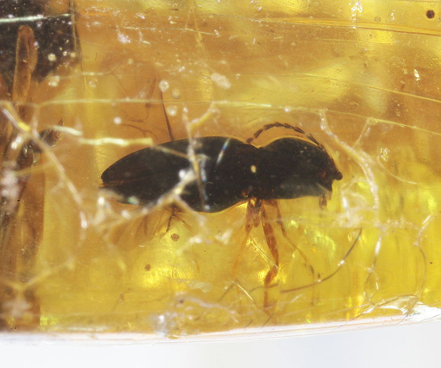 Copal / Young Amber with insect inclusions