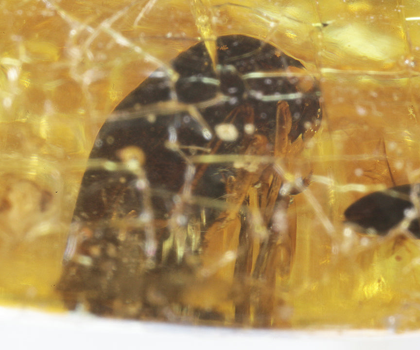 Copal / Young Amber with insect inclusions