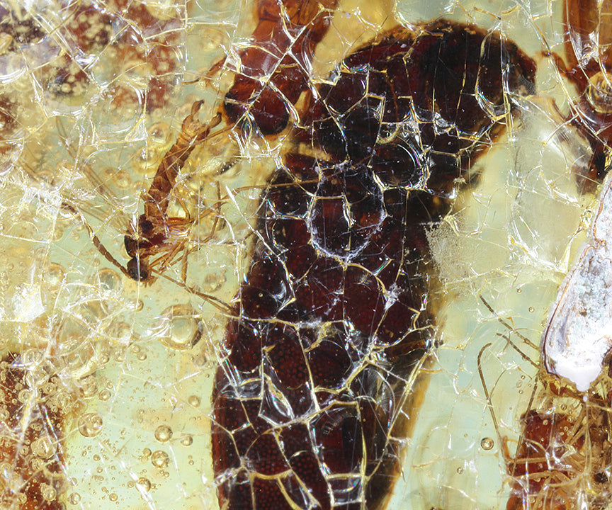 Copal / Young Amber with insect inclusions