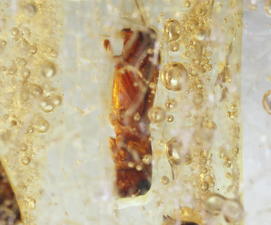 Copal / Young Amber with insect inclusions