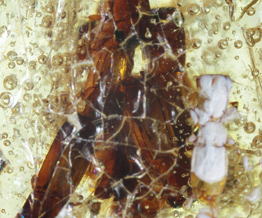 Copal / Young Amber with insect inclusions