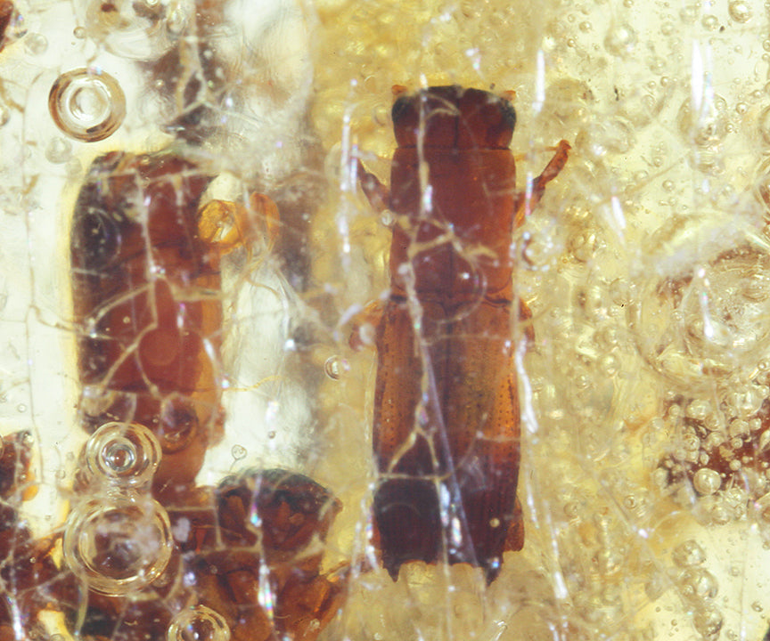 Copal / Young Amber with insect inclusions