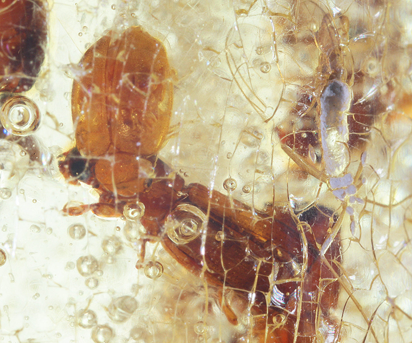 Copal / Young Amber with insect inclusions