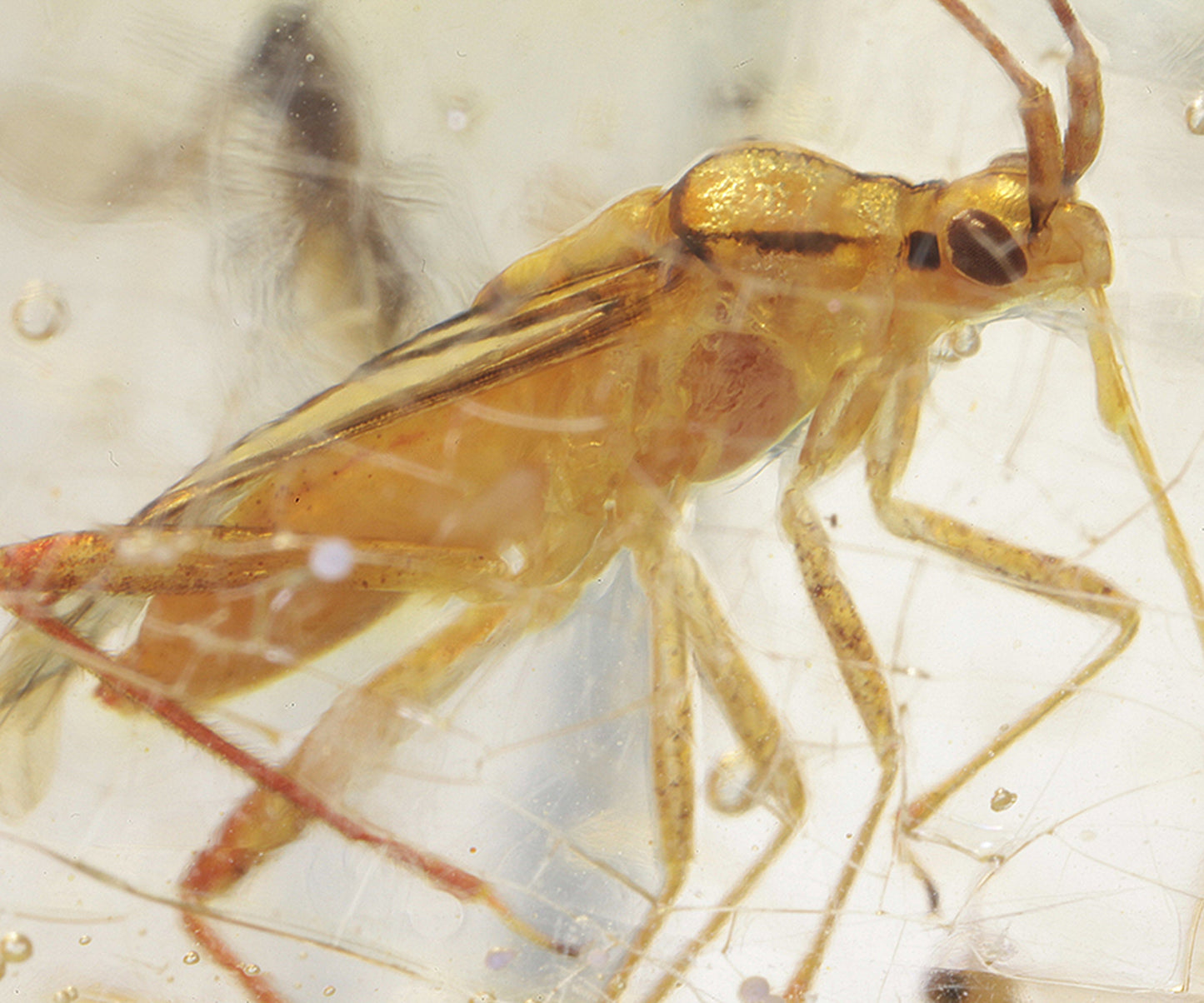 Copal / Young Amber with insect inclusions
