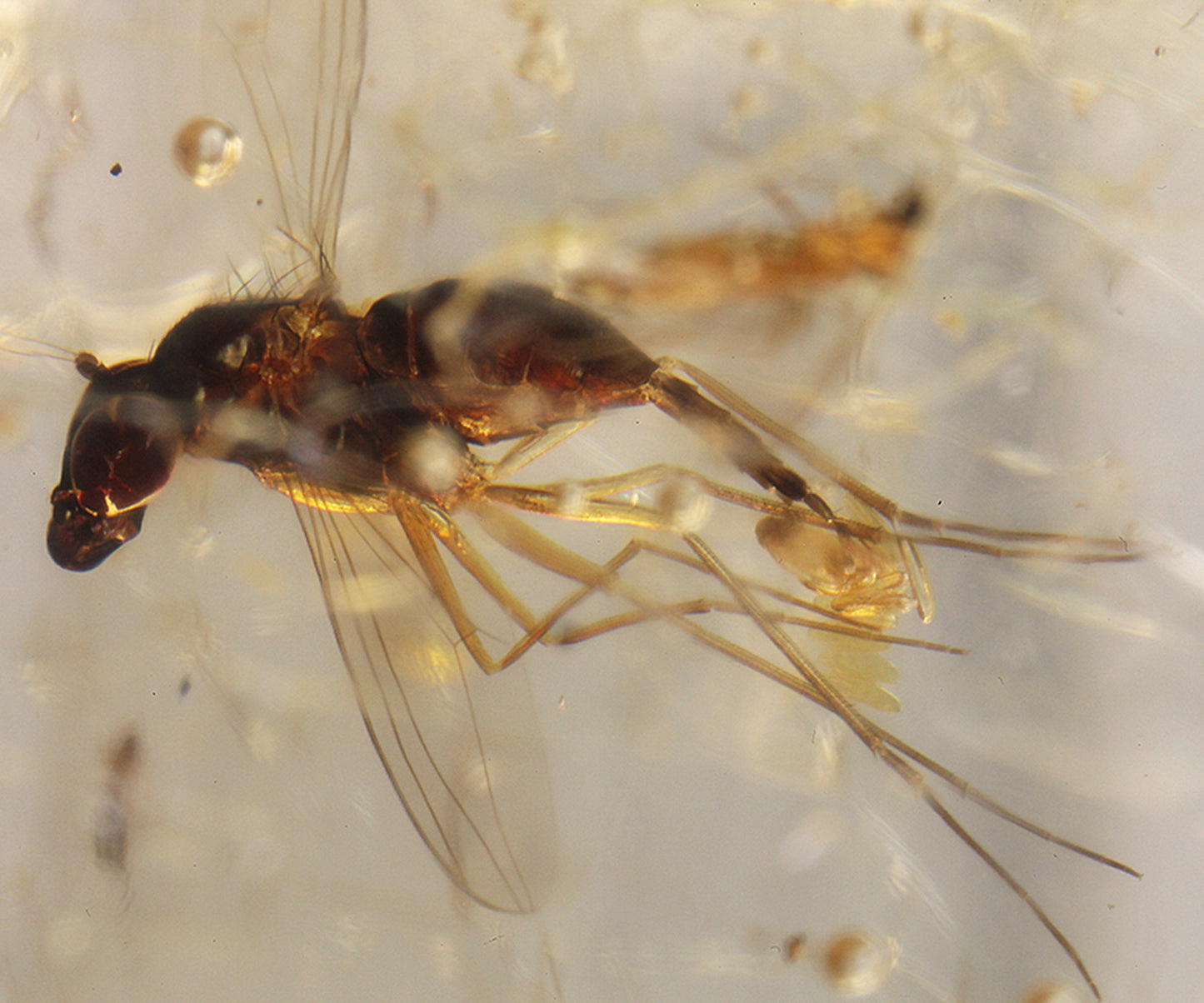 Copal / Young Amber with insect inclusions