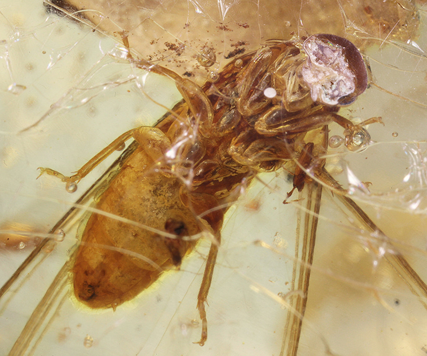 Copal / Young Amber with insect inclusions