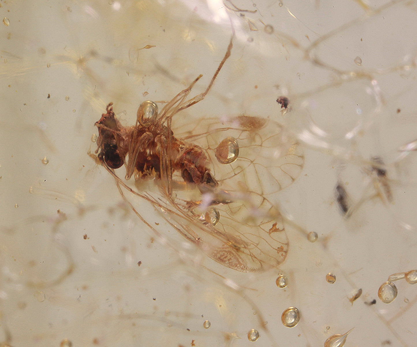 Copal / Young Amber with insect inclusions