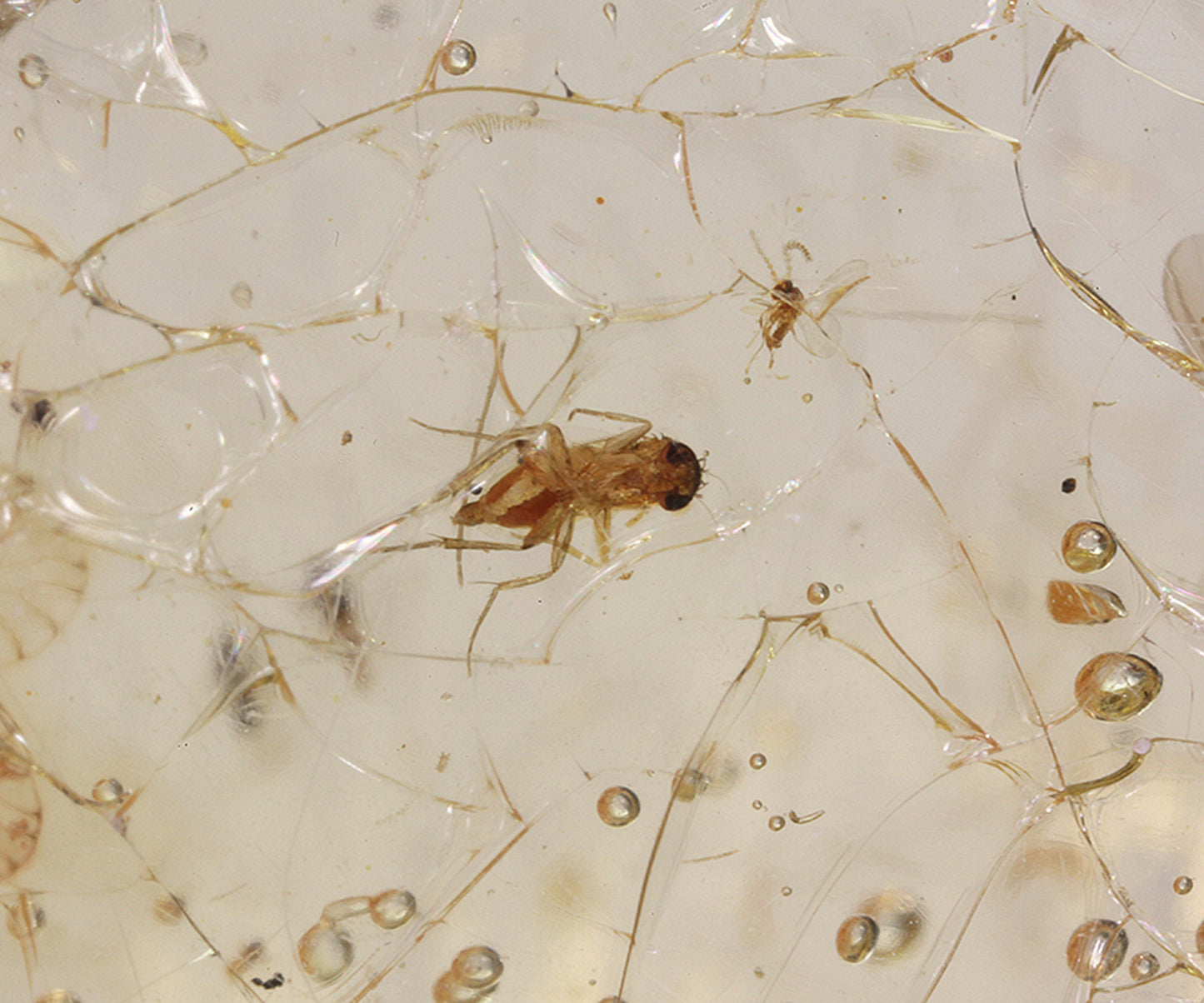 Copal / Young Amber with insect inclusions