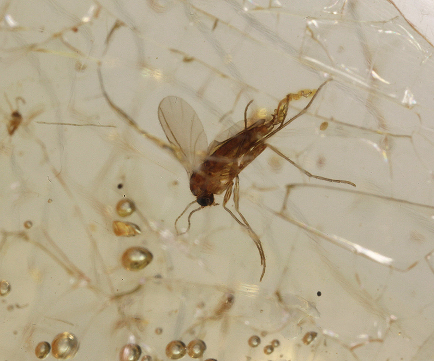 Copal / Young Amber with insect inclusions