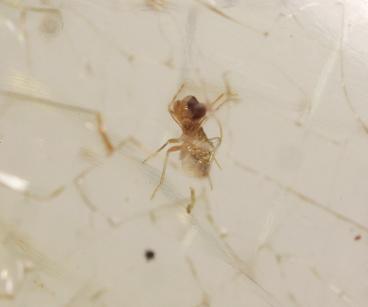 Copal / Young Amber with insect inclusions