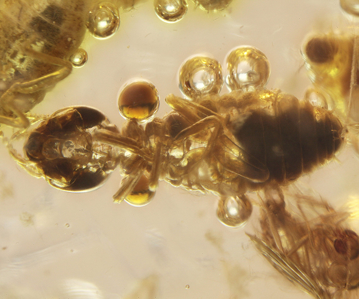 Copal / Young Amber with insect inclusions