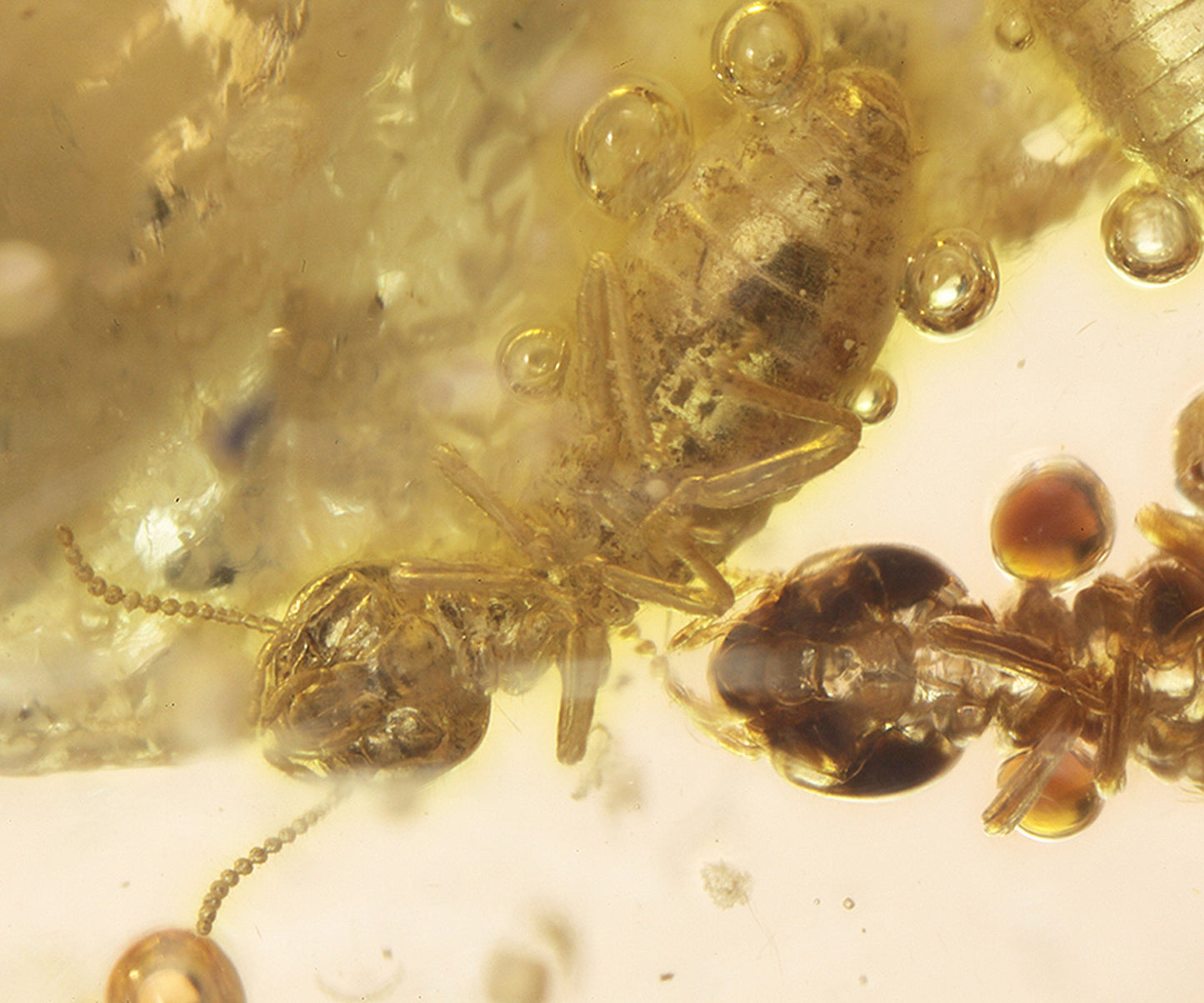 Copal / Young Amber with insect inclusions