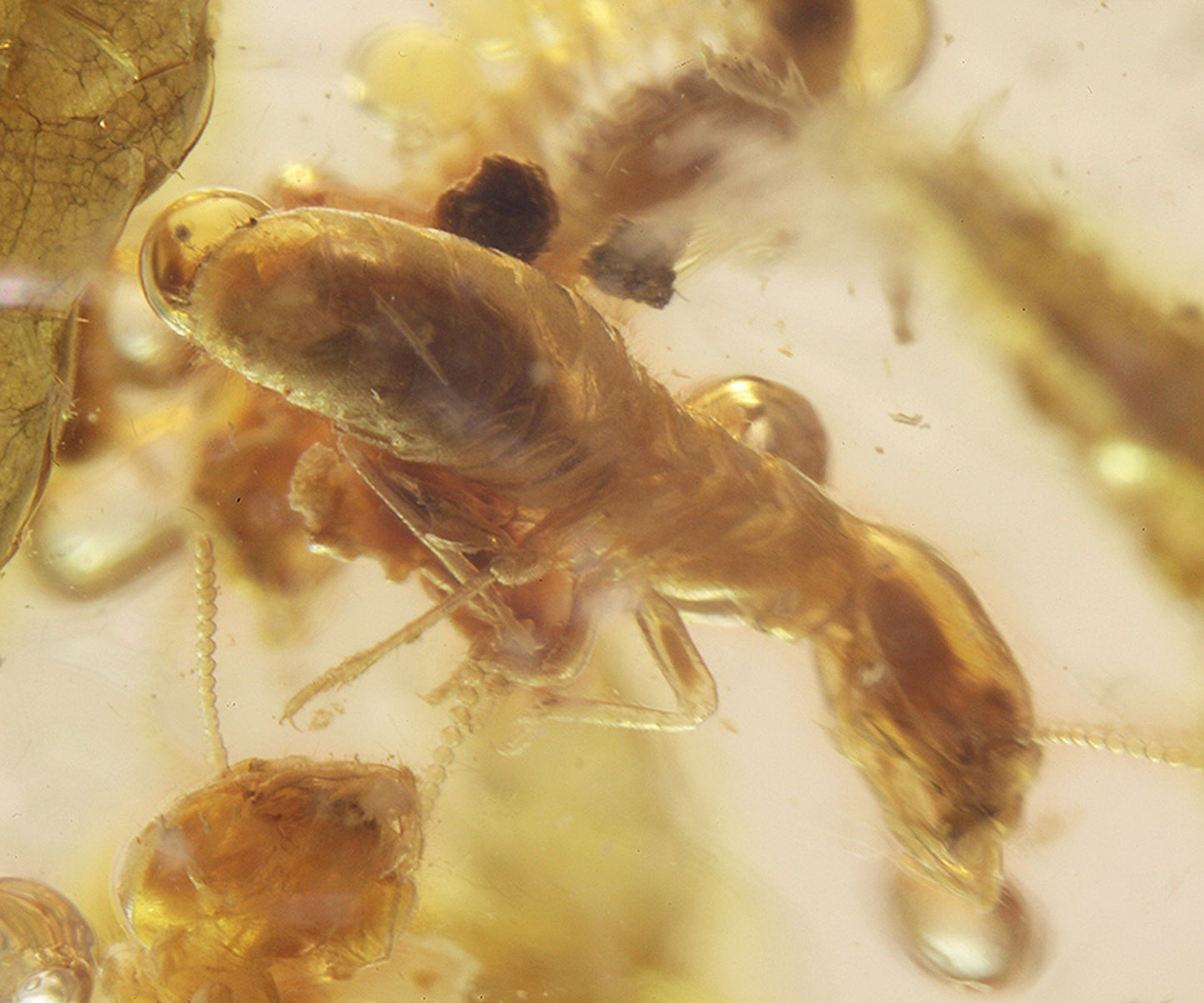 Copal / Young Amber with insect inclusions