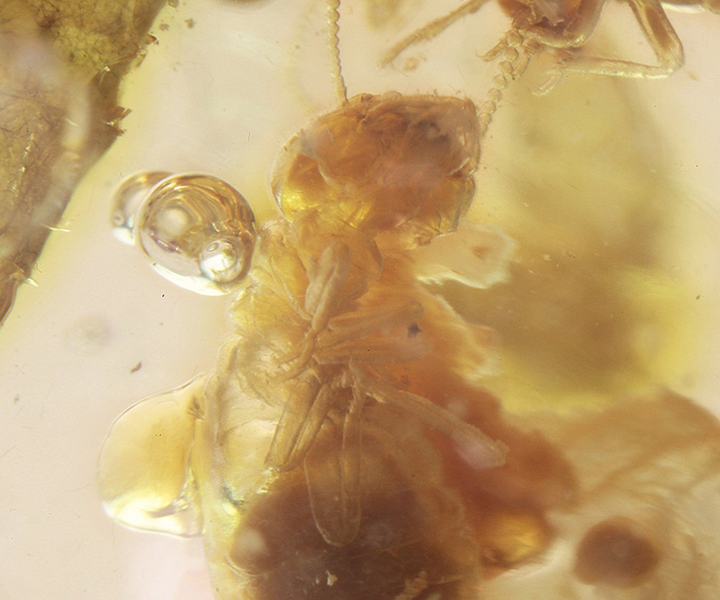 Copal / Young Amber with insect inclusions