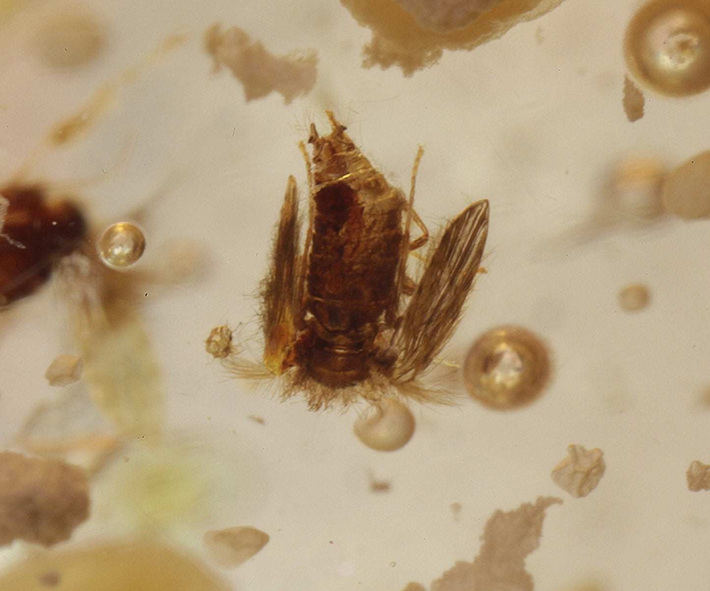 Copal / Young Amber with insect inclusions