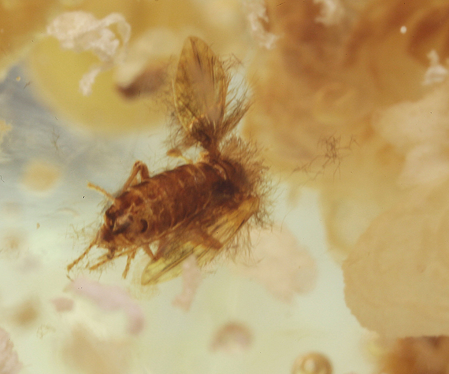 Copal / Young Amber with insect inclusions