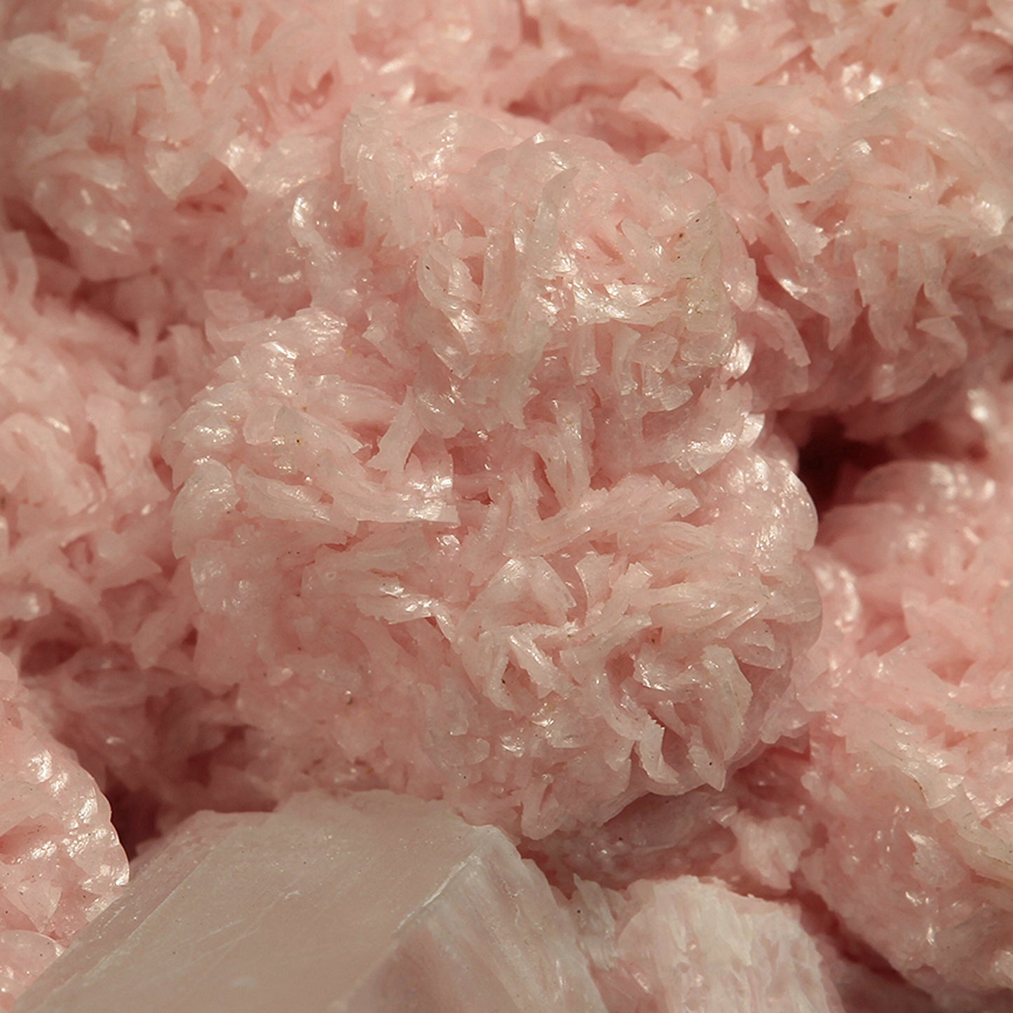 Rhodochrosite on Gypsum (var: Selenite)