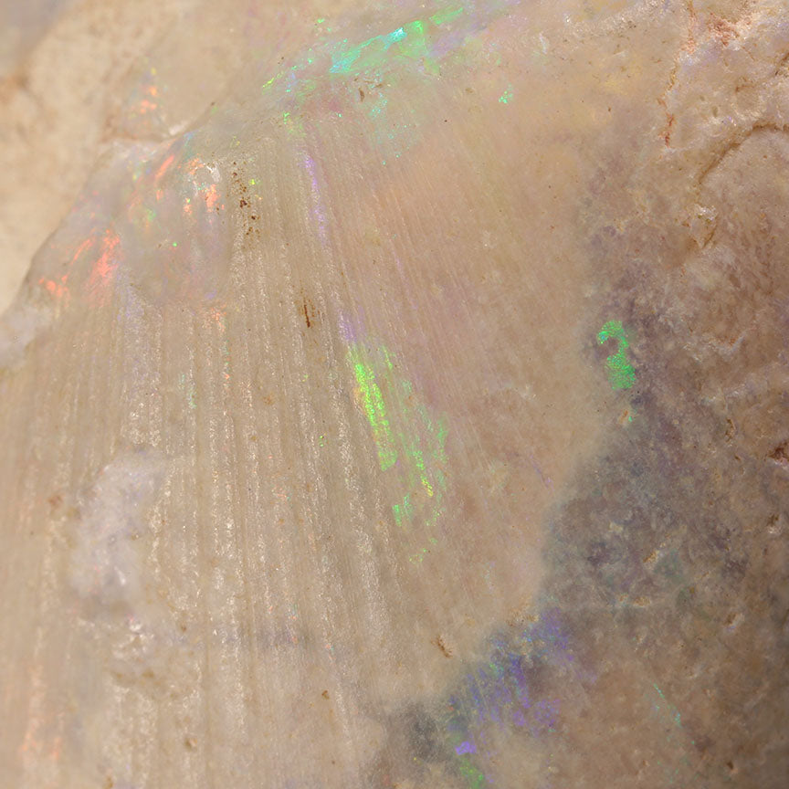 Opal Replacing Bivalve Fossil