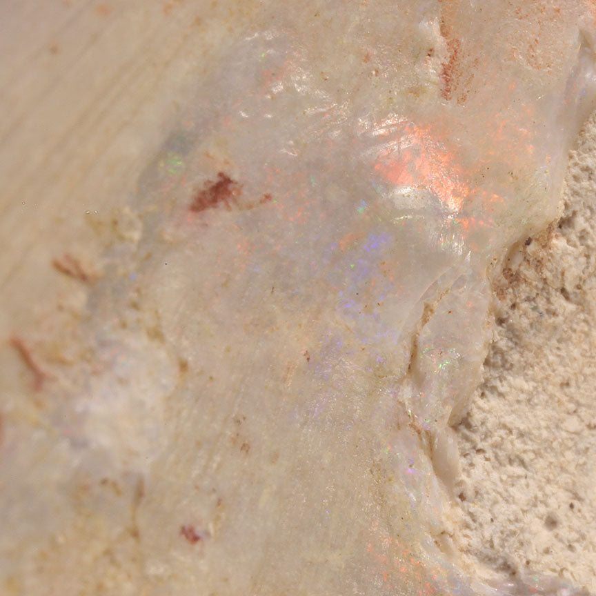 Opal Replacing Bivalve Fossil