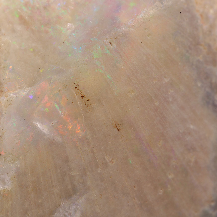 Opal Replacing Bivalve Fossil