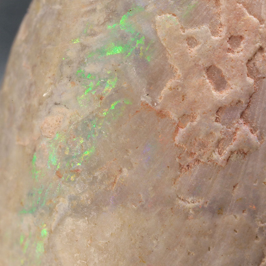 Opal Replacing Bivalve Fossil